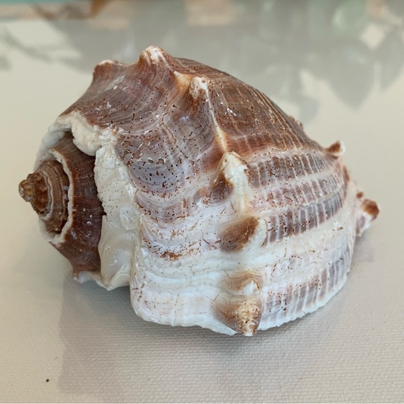 Striped Florida King Crown Conch Shell Melongena Corona Brown White Seashells 4" - Picture 1 of 12